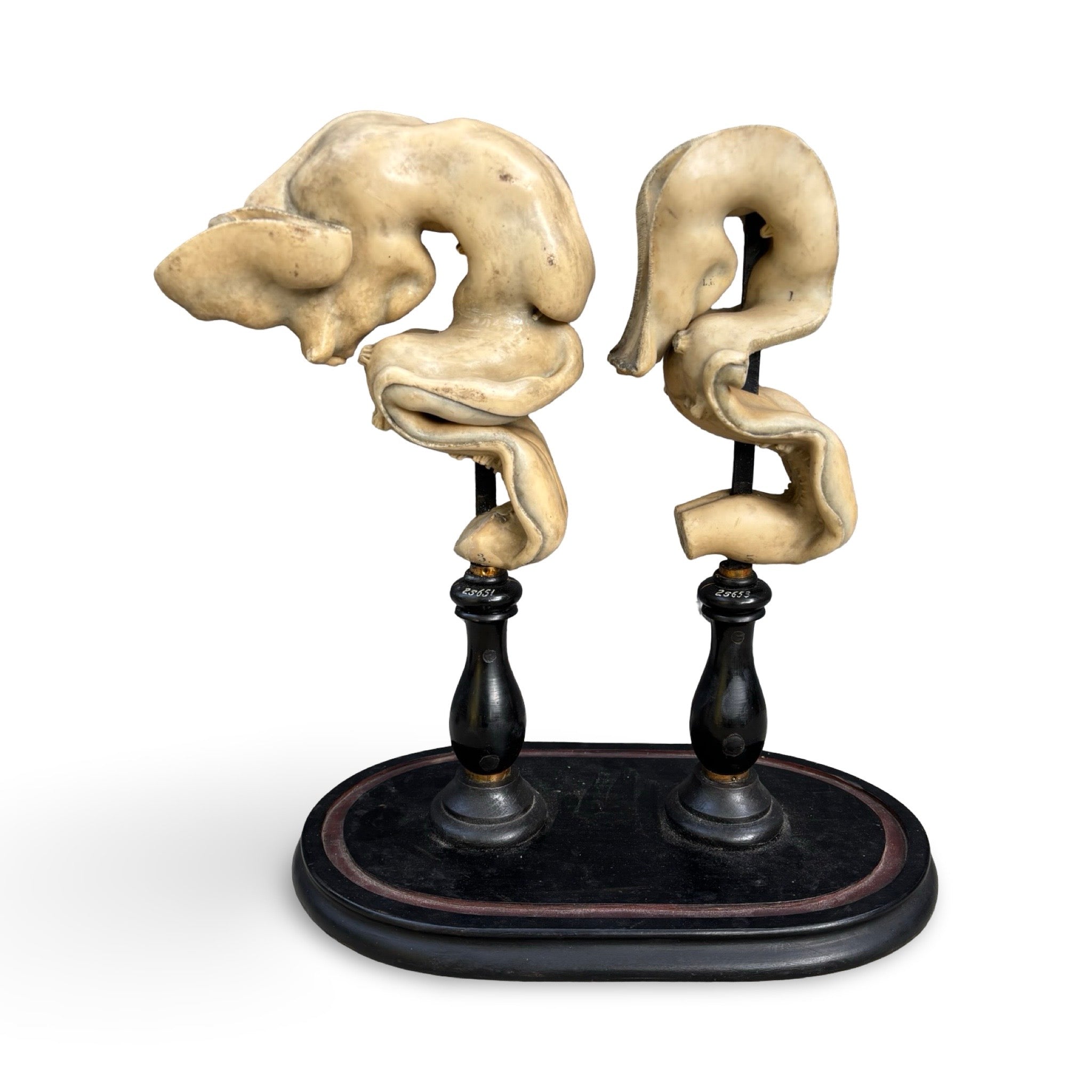 Pair Of Wax Anatomical Models By Ziegler. Circa. 1903