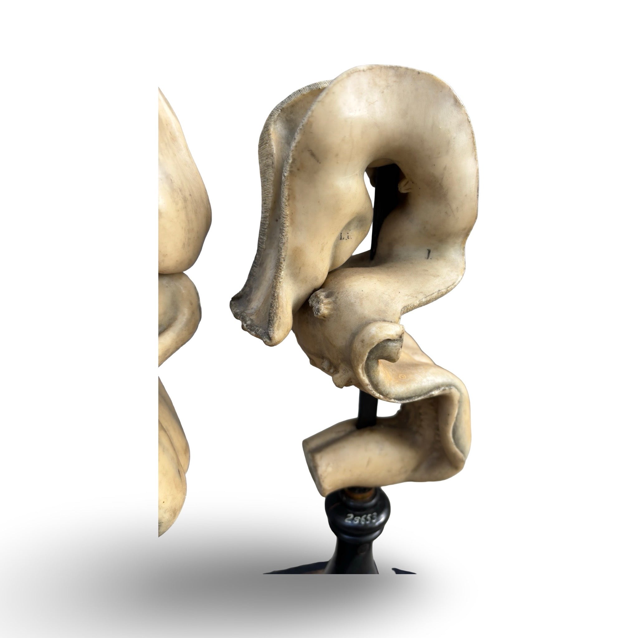 Pair Of Wax Anatomical Models By Ziegler. Circa. 1903