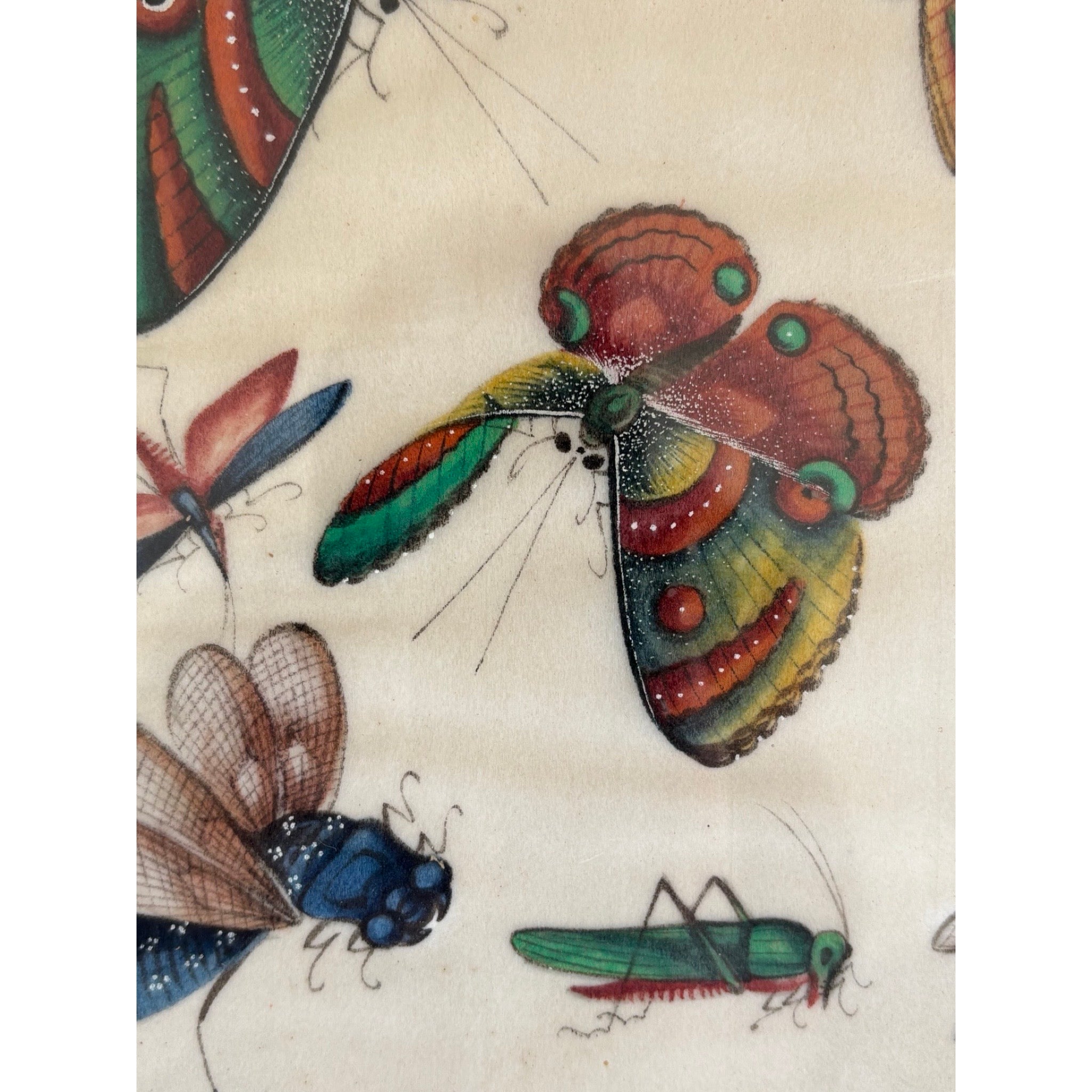 Chinese School, 19th Century Gouache on Pith Depicting Exotic Butterflies and Insects