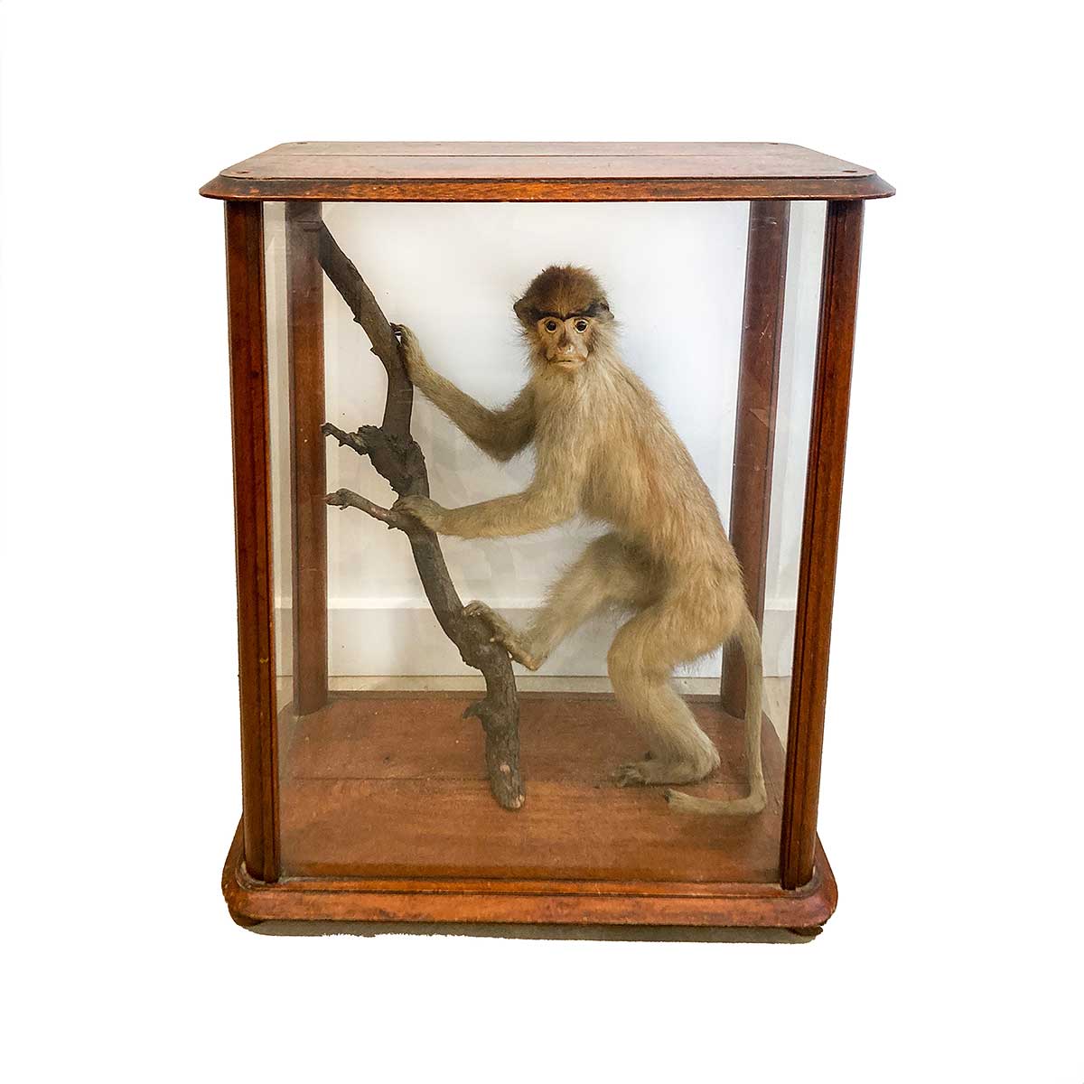 Cased Taxidermy Monkey Circa. 1910